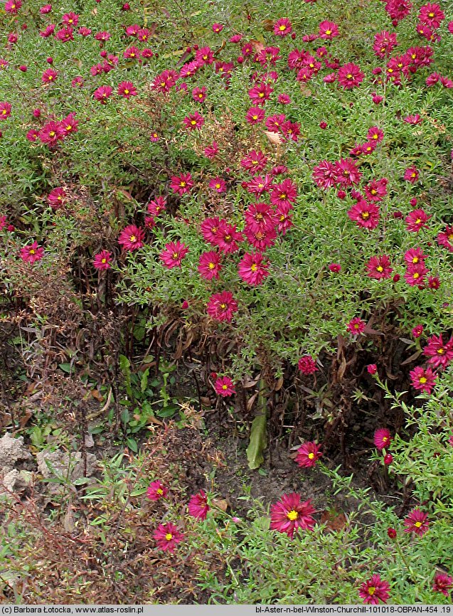 Symphyotrichum novi-belgii Winston Churchill