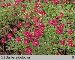 Symphyotrichum novi-belgii Winston Churchill