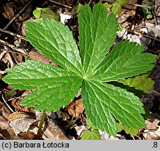 Astrantia major (jarzmianka większa)