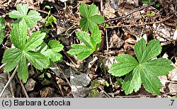 Astrantia major (jarzmianka większa)