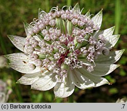 Astrantia major (jarzmianka większa)