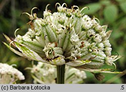 Astrantia major (jarzmianka większa)