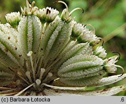 Astrantia major (jarzmianka większa)