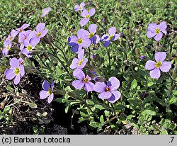 Aubrieta deltoidea (żagwin zwyczajny)