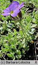 Aubrieta deltoidea (żagwin zwyczajny)