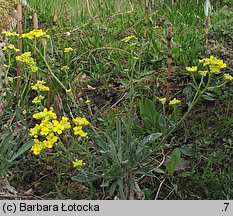 Aurinia saxatilis ssp. saxatilis (smagliczka skalna)