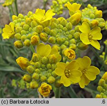 Aurinia saxatilis ssp. saxatilis (smagliczka skalna)