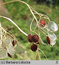 Aurinia saxatilis ssp. saxatilis (smagliczka skalna)