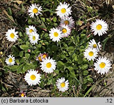 Bellis perennis (stokrotka pospolita)