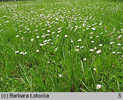 Bellis perennis (stokrotka pospolita)