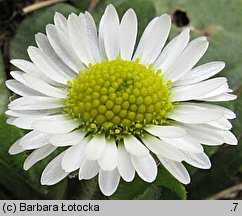 Bellis perennis (stokrotka pospolita)