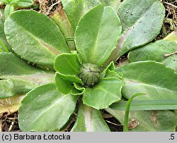 Bellis perennis (stokrotka pospolita)