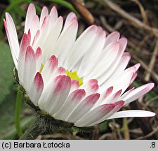 Bellis perennis (stokrotka pospolita)