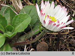 Bellis perennis (stokrotka pospolita)