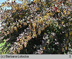 Berberis thunbergii (berberys Thunberga)