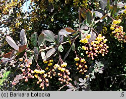 Berberis thunbergii (berberys Thunberga)