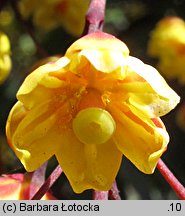 Berberis thunbergii (berberys Thunberga)