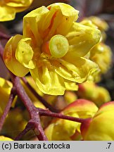 Berberis thunbergii (berberys Thunberga)