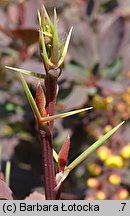 Berberis thunbergii (berberys Thunberga)