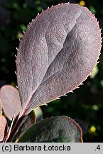 Berberis thunbergii (berberys Thunberga)