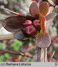 Berberis thunbergii (berberys Thunberga)