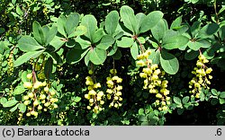 Berberis vulgaris (berberys zwyczajny)