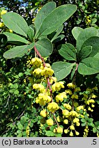 Berberis vulgaris (berberys zwyczajny)