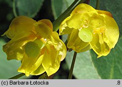 Berberis vulgaris (berberys zwyczajny)