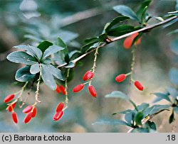 Berberis vulgaris (berberys zwyczajny)