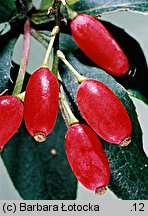 Berberis vulgaris (berberys zwyczajny)