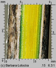 Berberis vulgaris (berberys zwyczajny)