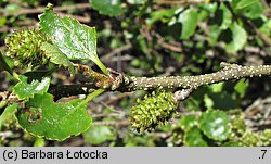 Betula humilis (brzoza niska)