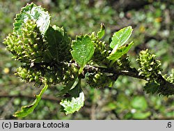 Betula humilis (brzoza niska)