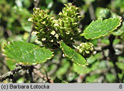 Betula humilis (brzoza niska)