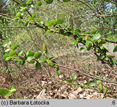 Betula nana (brzoza karłowata)