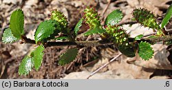 Betula nana (brzoza karłowata)