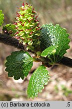 Betula nana (brzoza karłowata)