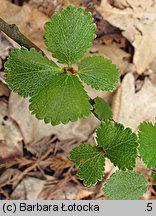 Betula nana (brzoza karłowata)