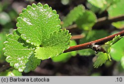 Betula nana (brzoza karłowata)