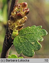 Betula nana (brzoza karłowata)