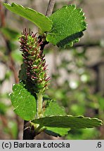 Betula nana (brzoza karłowata)