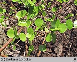 Betula nana (brzoza karłowata)