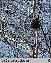 Betula pendula (brzoza brodawkowata)