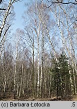 Betula pendula (brzoza brodawkowata)