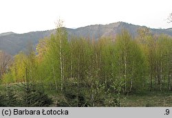 Betula pendula (brzoza brodawkowata)