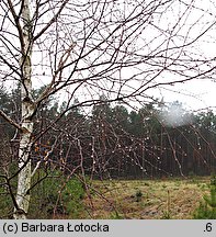 Betula pendula (brzoza brodawkowata)