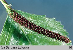 Betula pendula (brzoza brodawkowata)