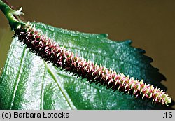 Betula pendula (brzoza brodawkowata)