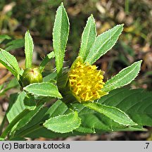 Bidens tripartita (uczep trójlistkowy)