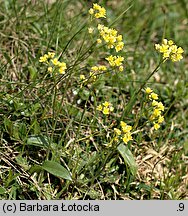 Biscutella laevigata (pleszczotka górska)